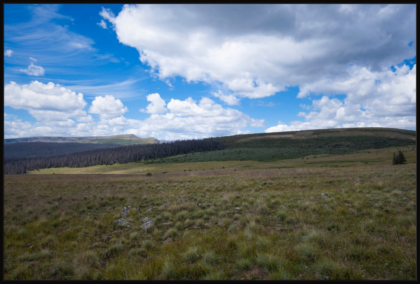 Soft Green Meadow
