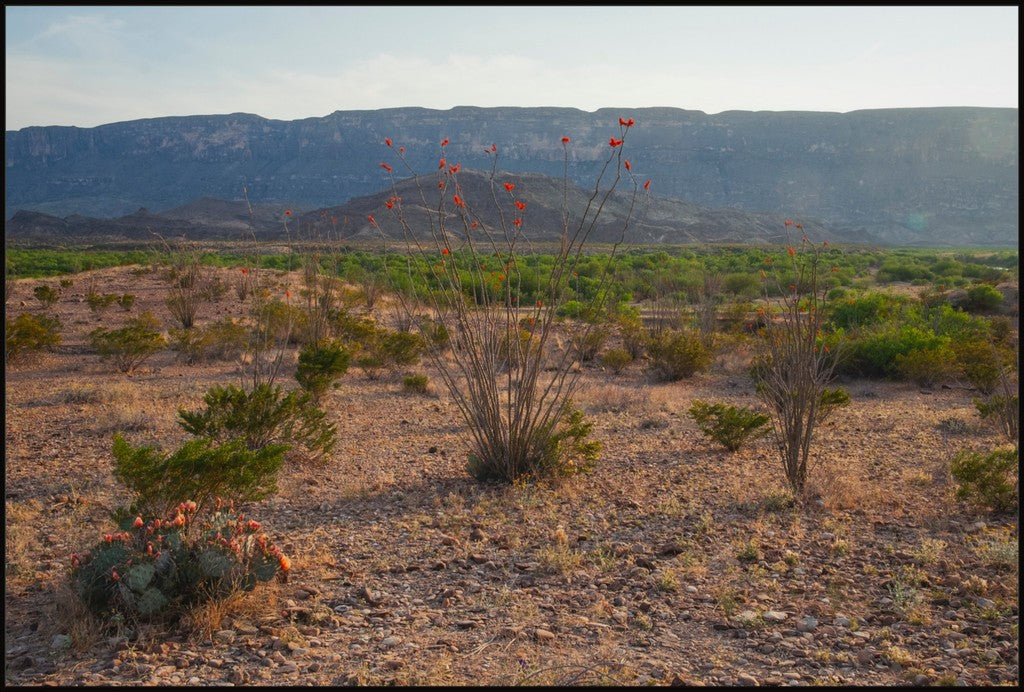 Ocotillo in Mountainscape
