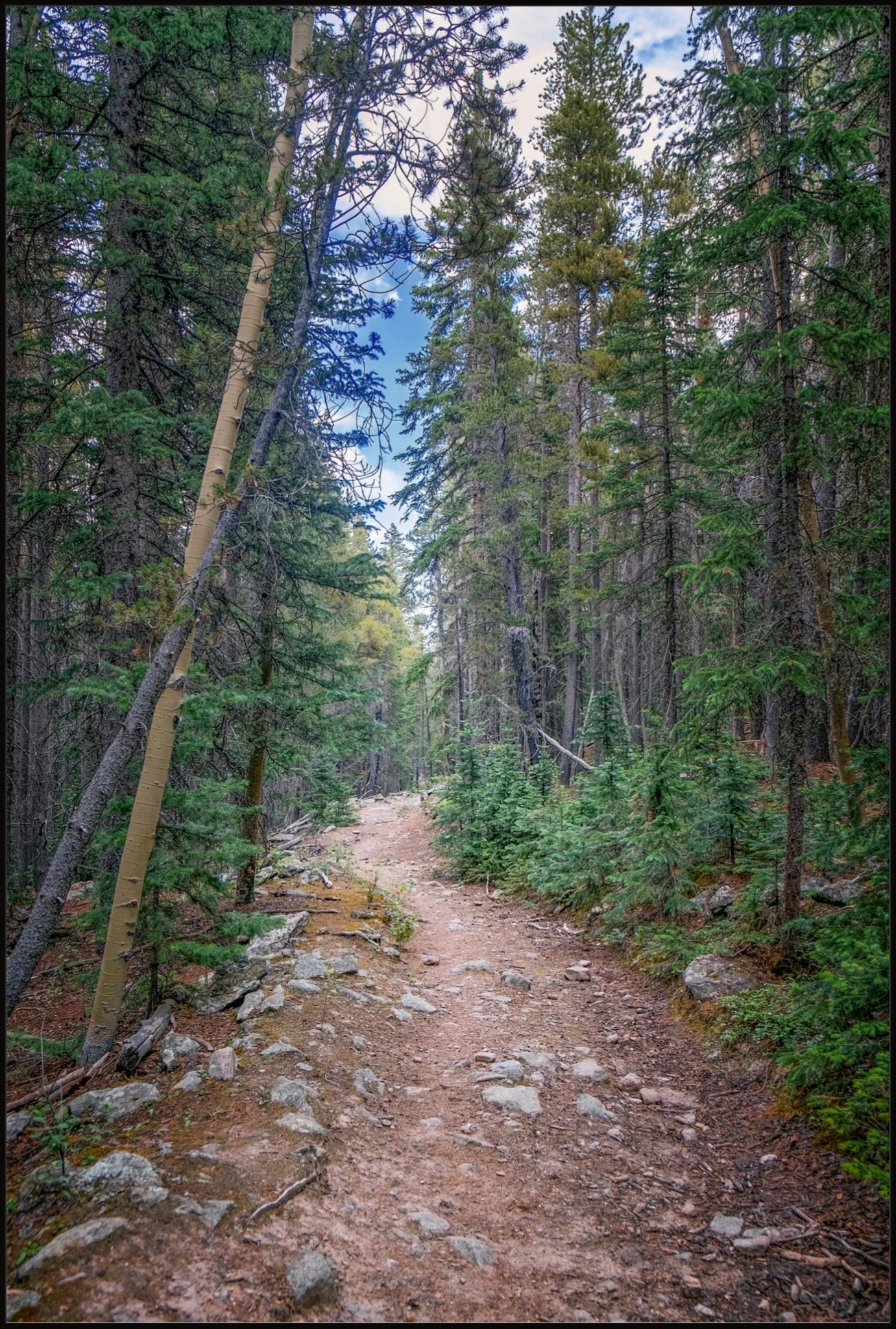 Forest Path