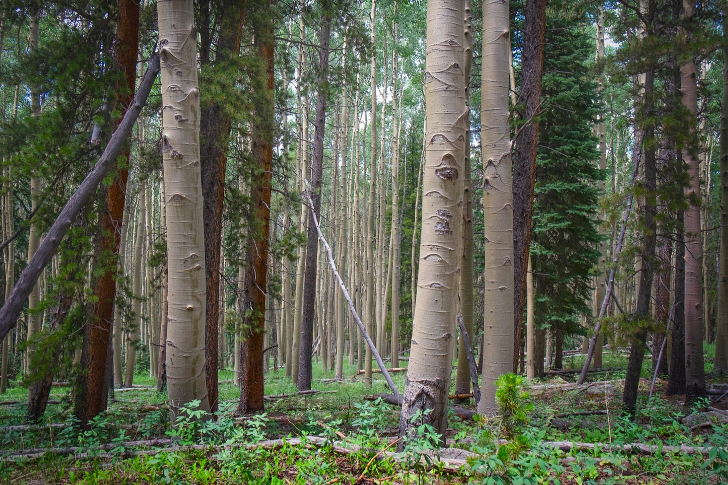 Trailside Perspective
