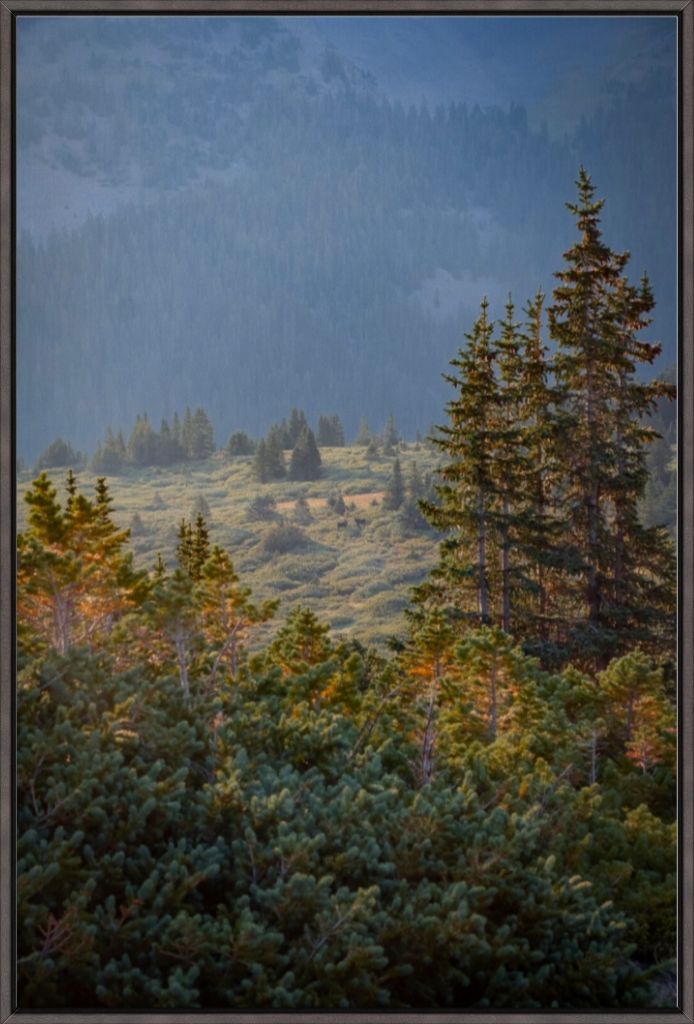 Moose Sunrise Vertical