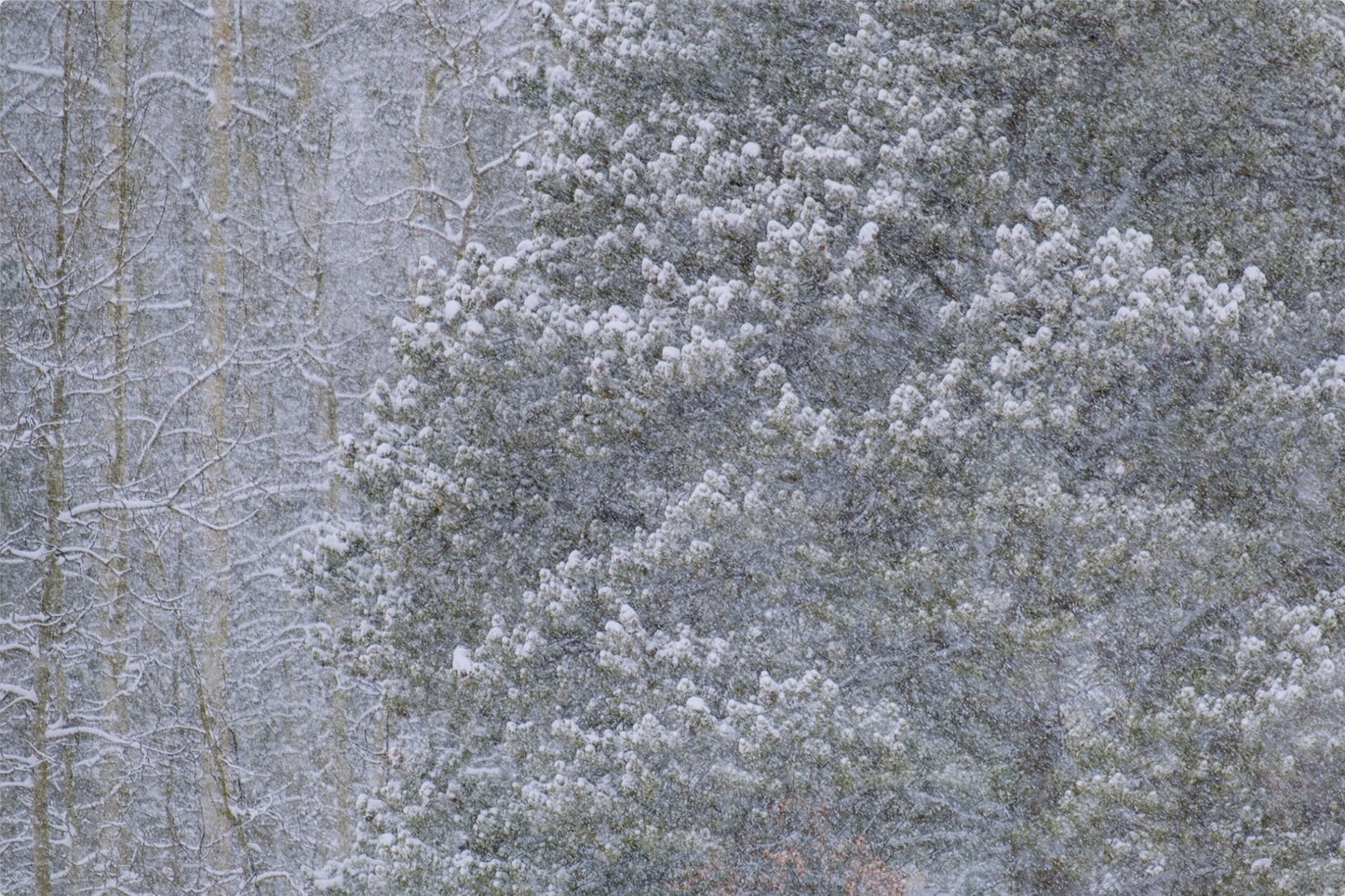 Heavy Snow & Forest Abstract III