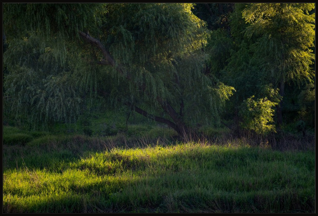 Willow Tree in Late Afternoon Light