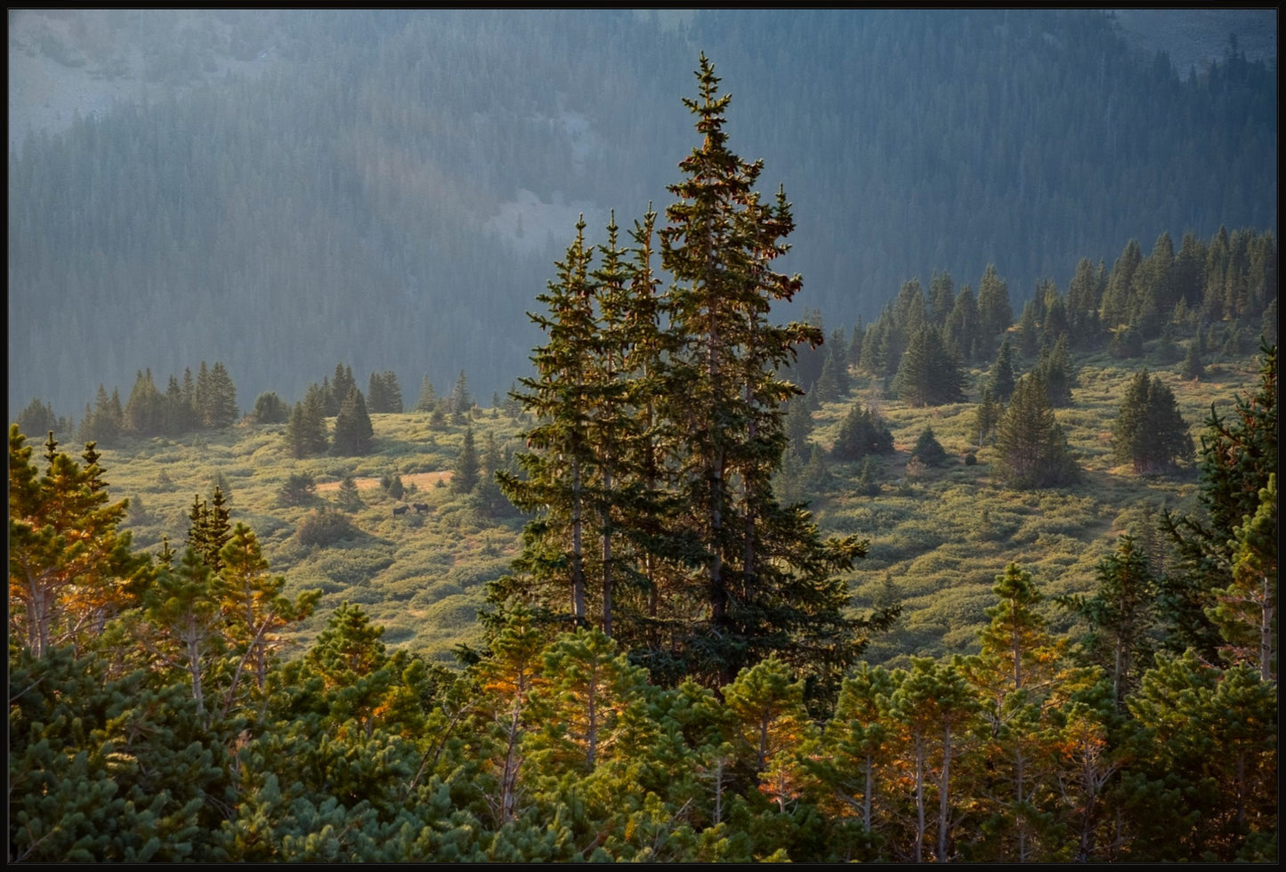 Moose Sunrise Horizontal