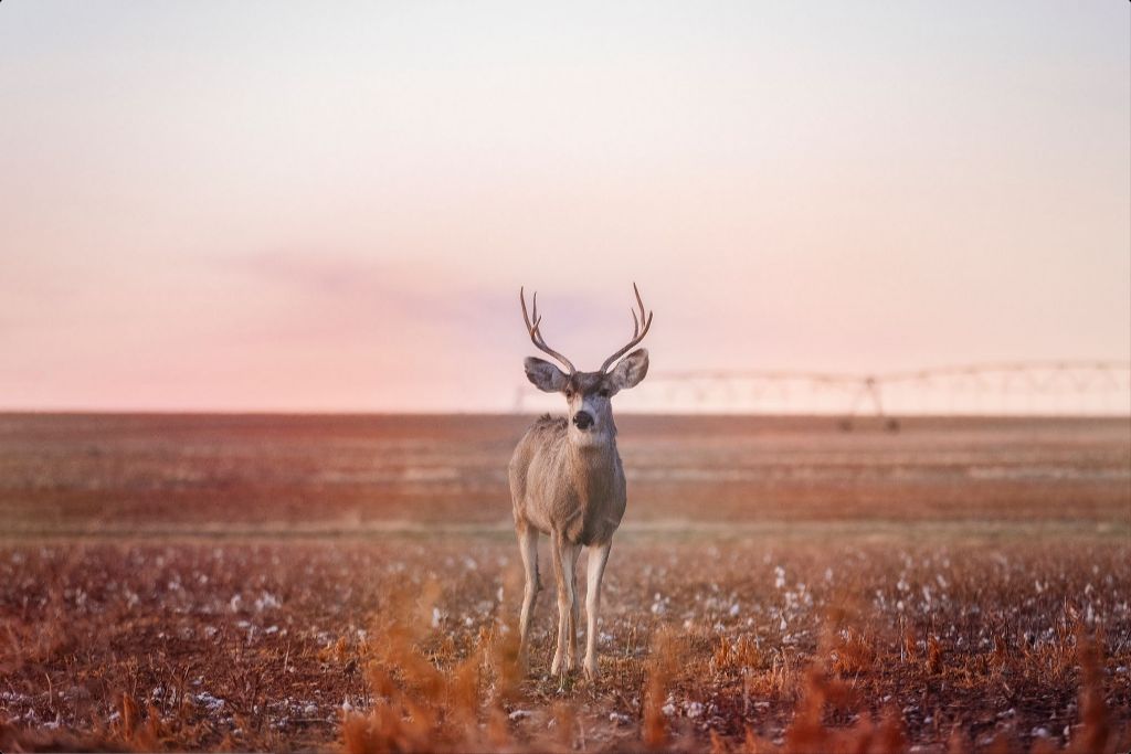 Golden Hour Mule Deer Buck