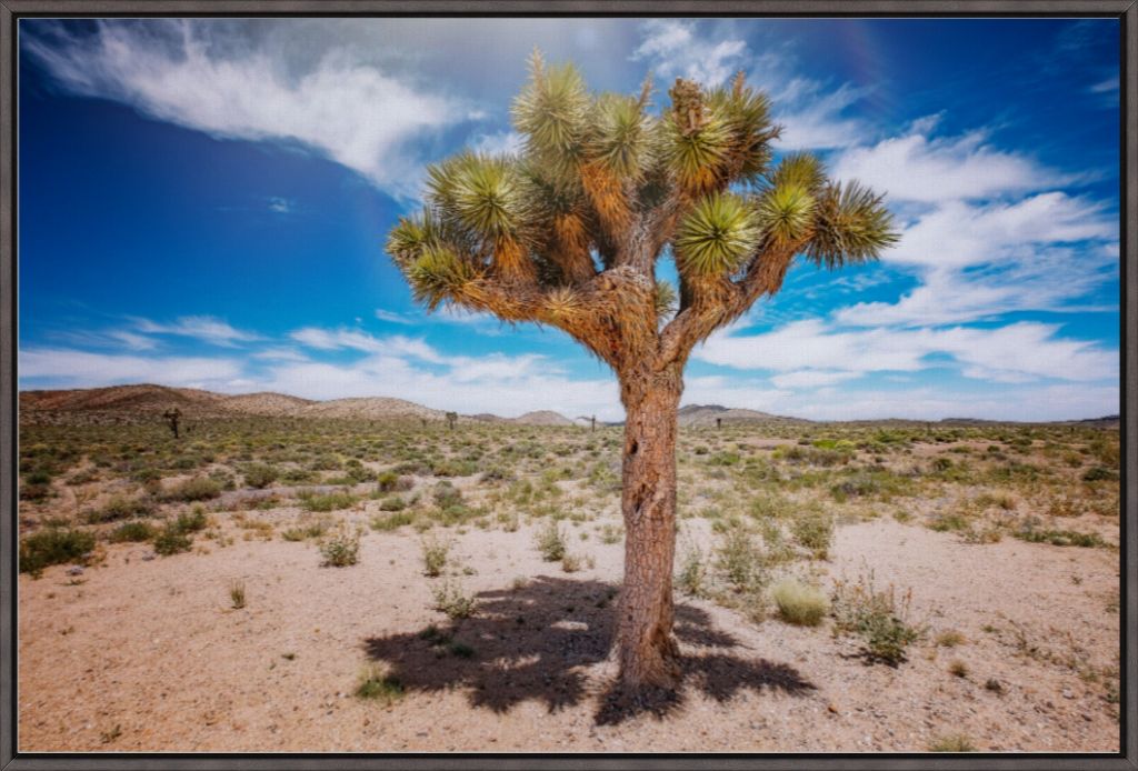 Joshua Tree