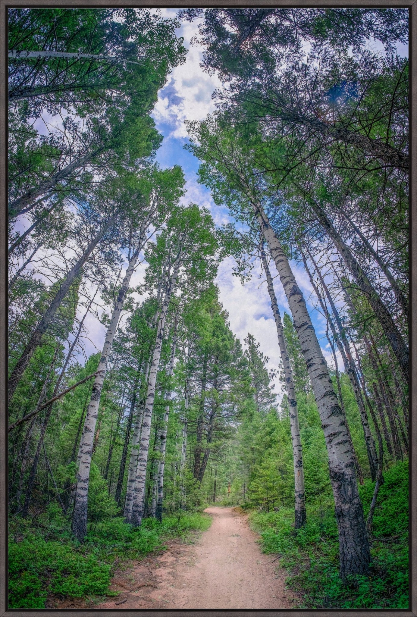 Forest Corridor