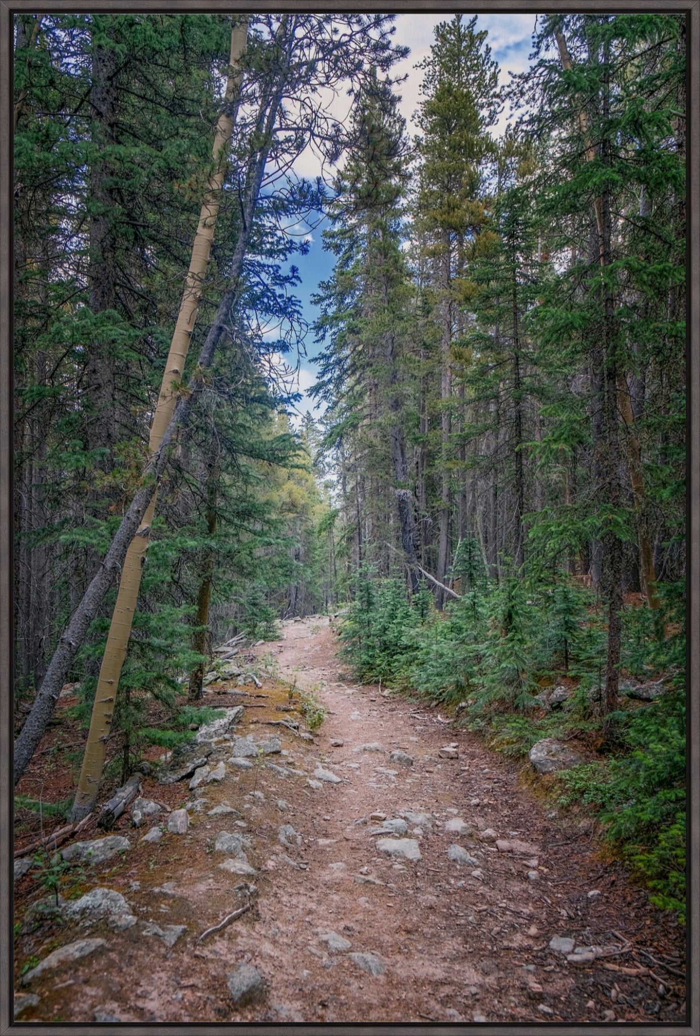 Forest Path