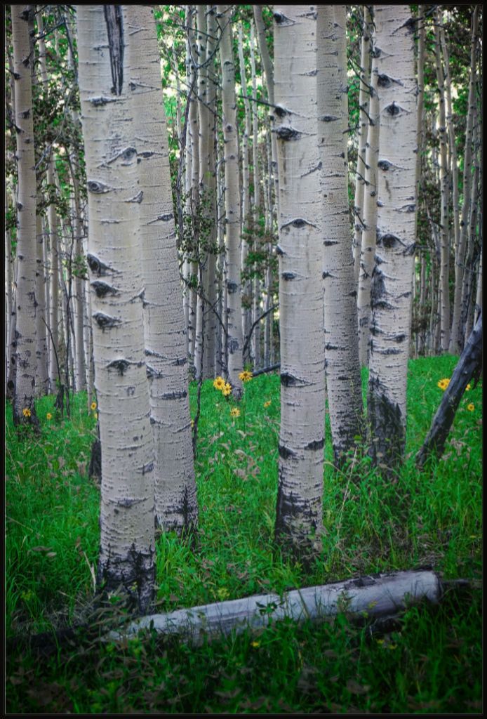 Wild Sunflowers and Trembling Aspens