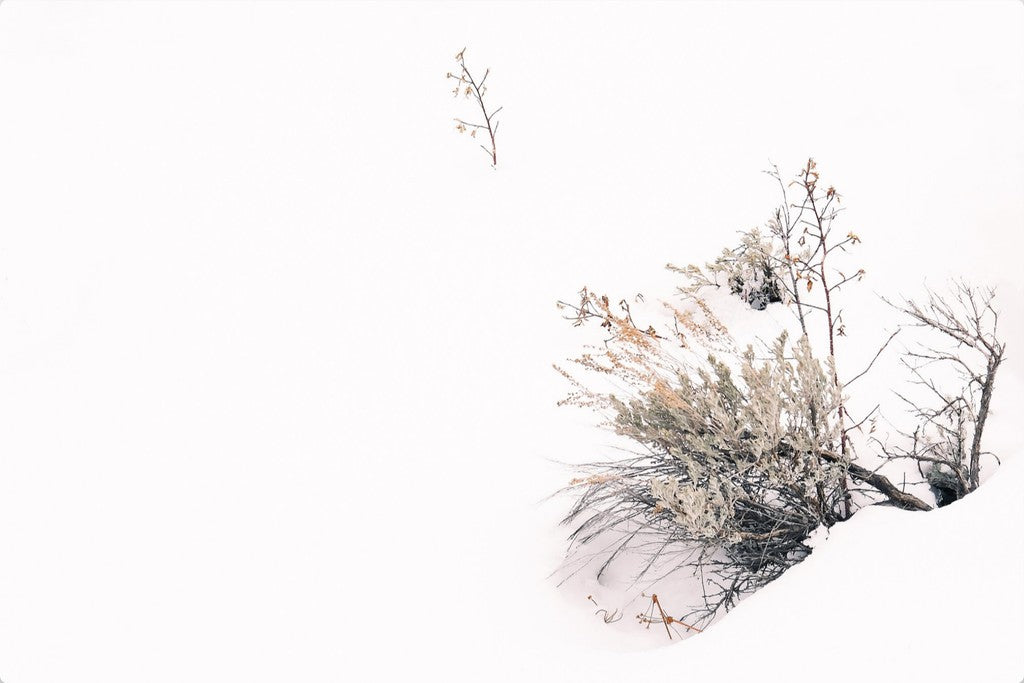 Rabbitbrush in Snow