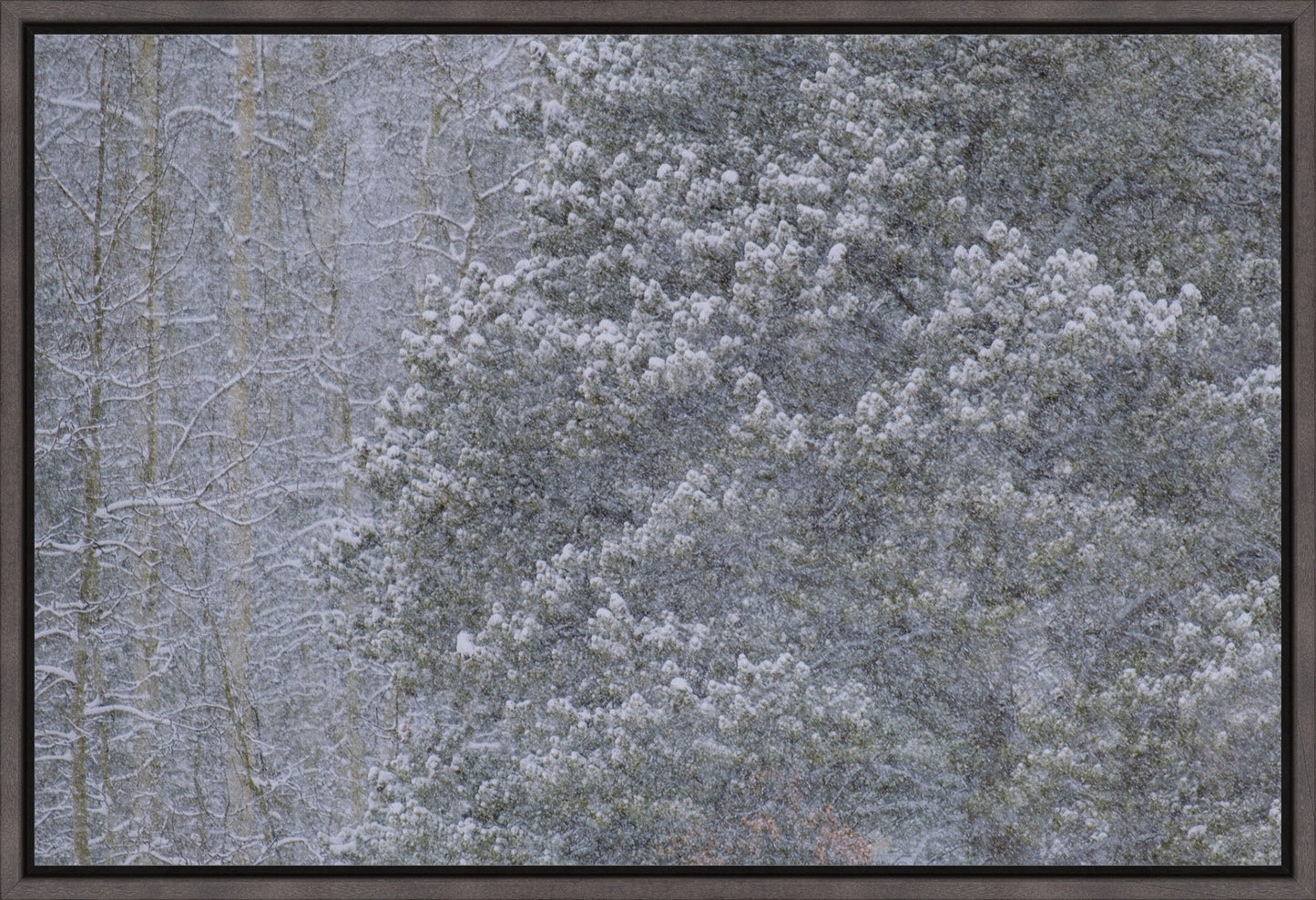 Heavy Snow & Forest Abstract III