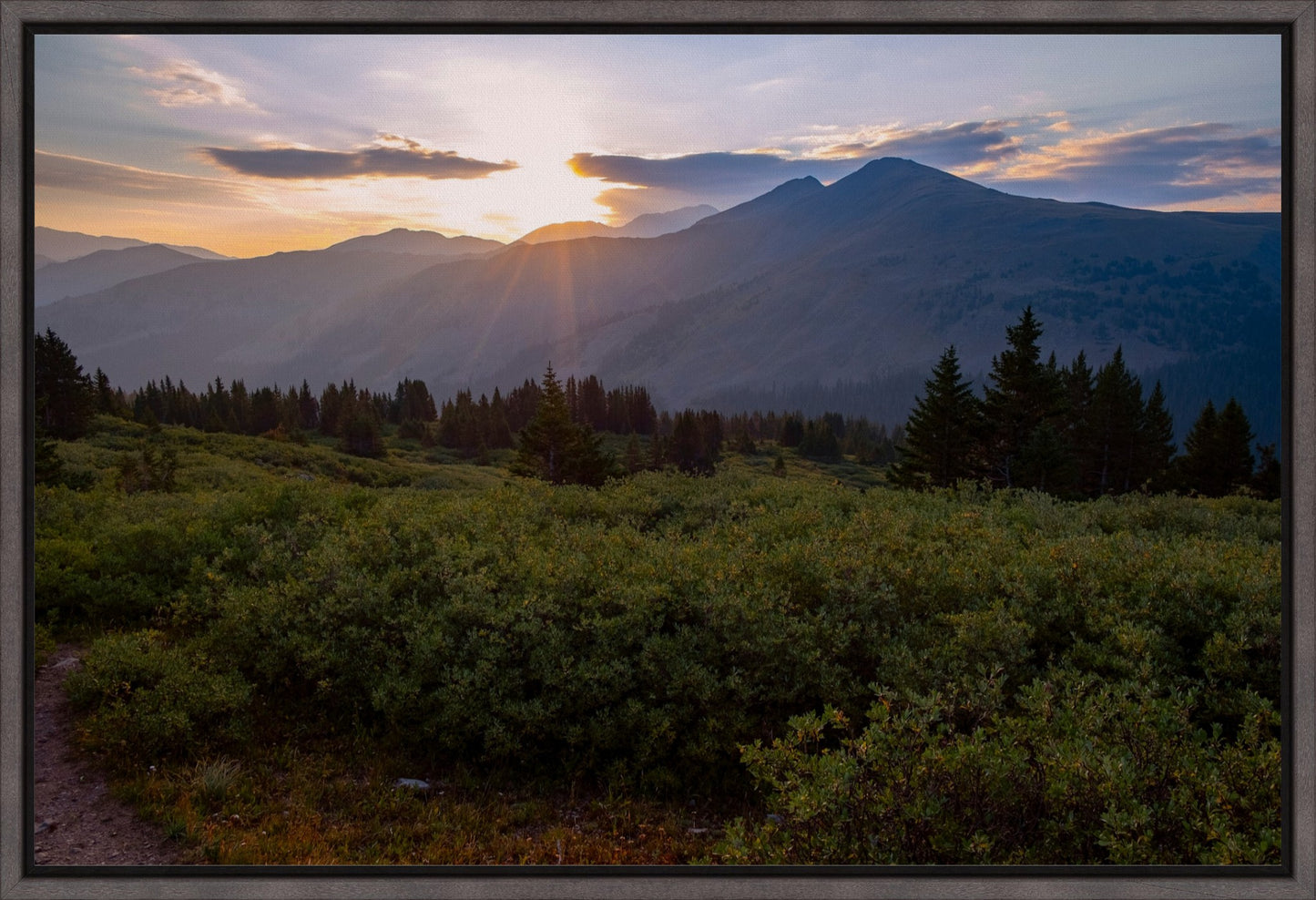 Willow Sunrise