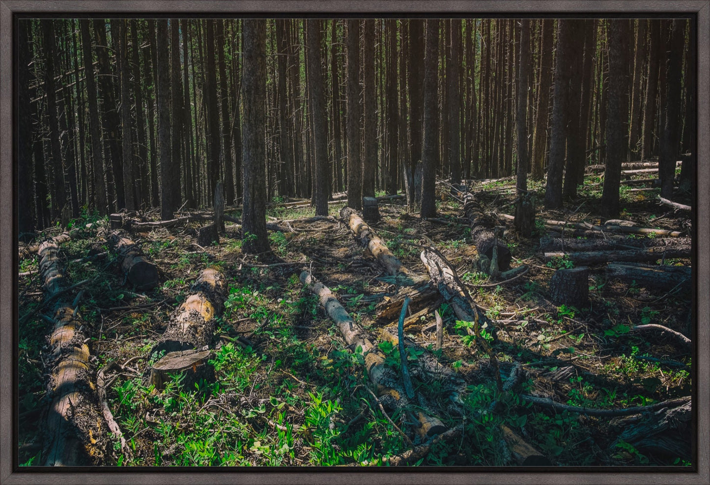 Forest Floor