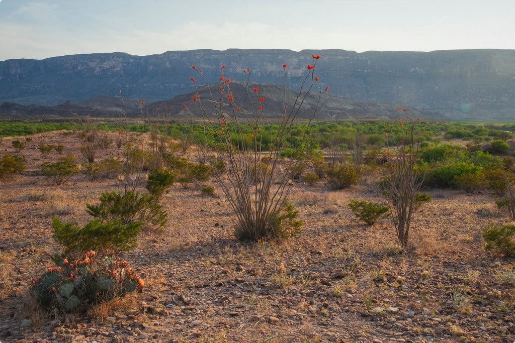 Ocotillo in Mountainscape