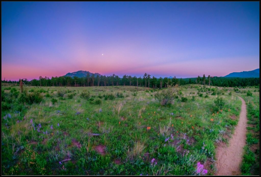 Burn Area Wildflowers