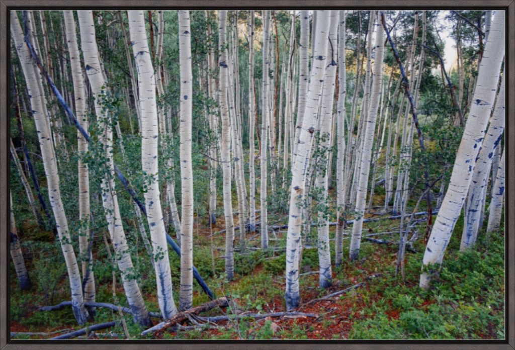 Wall of Aspens