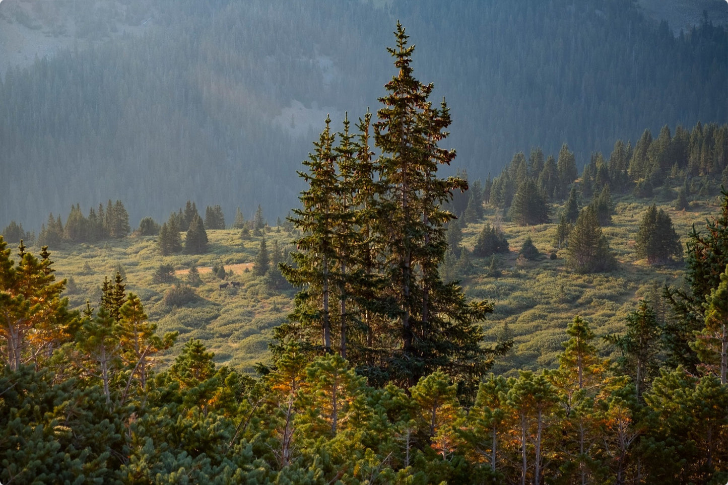 Moose Sunrise Horizontal