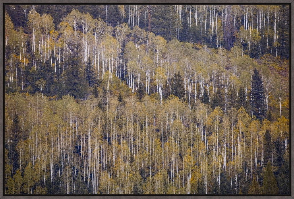 Fall Mountainside