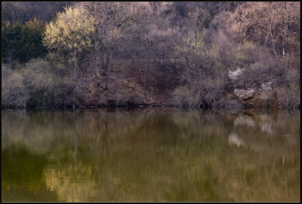 Dogwood Reflections II