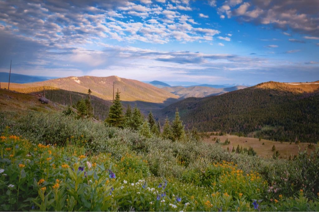 Wildflowers and Distant Valley