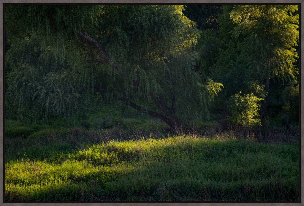 Willow Tree in Late Afternoon Light