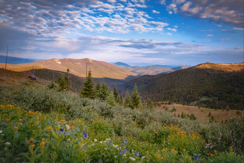 Wildflowers and Distant Valley