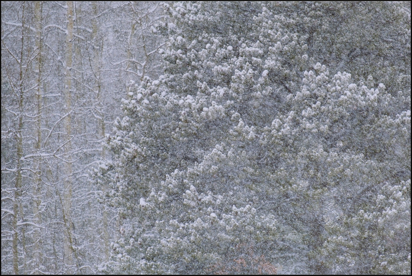 Heavy Snow & Forest Abstract III