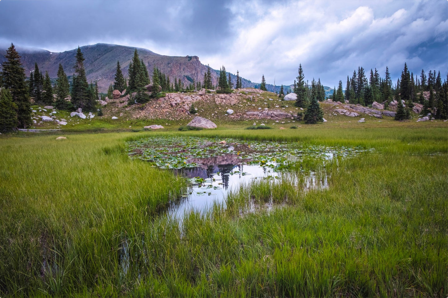 The Lily Pond