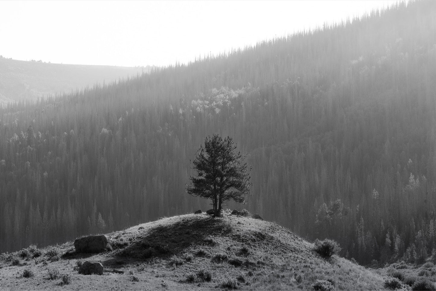 Tree on a Hill