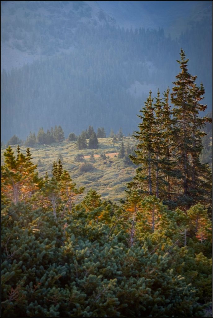 Moose Sunrise Vertical