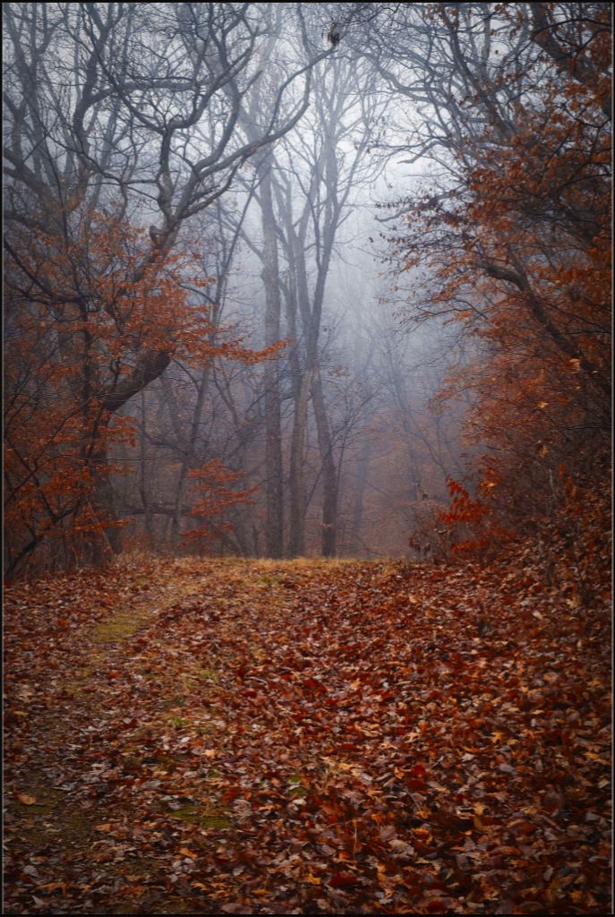 NWMO FOG 03