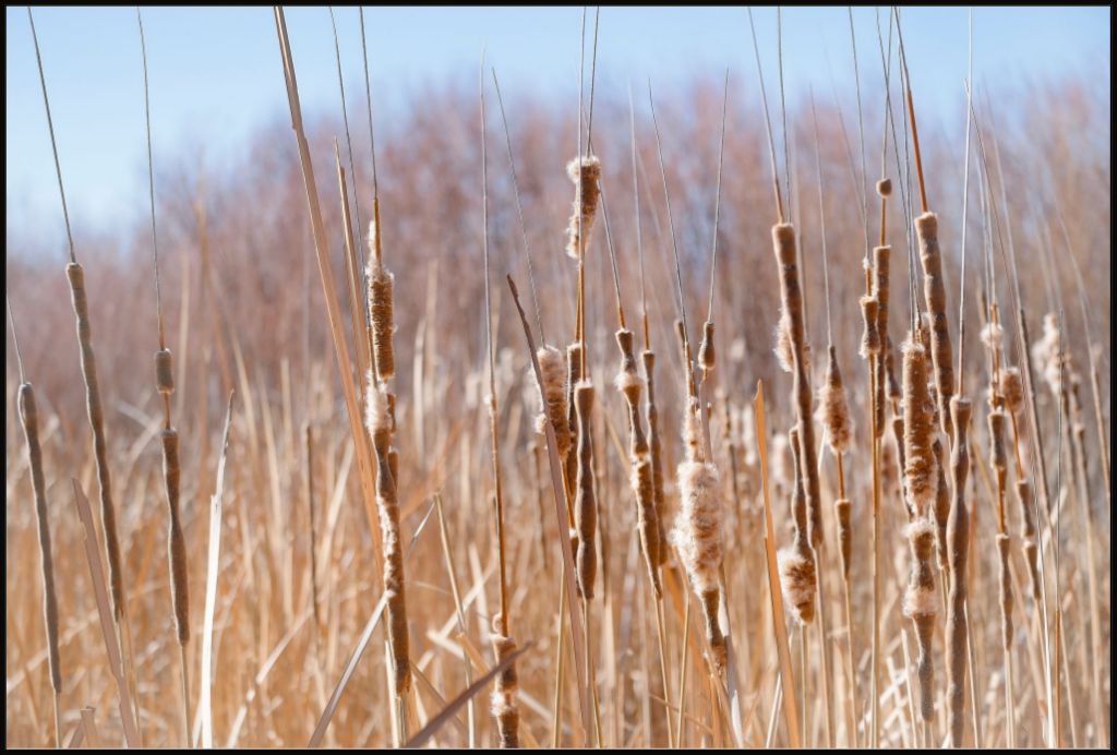 Bosque Cattails