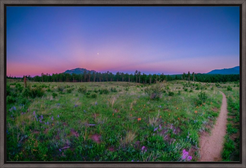 Burn Area Wildflowers