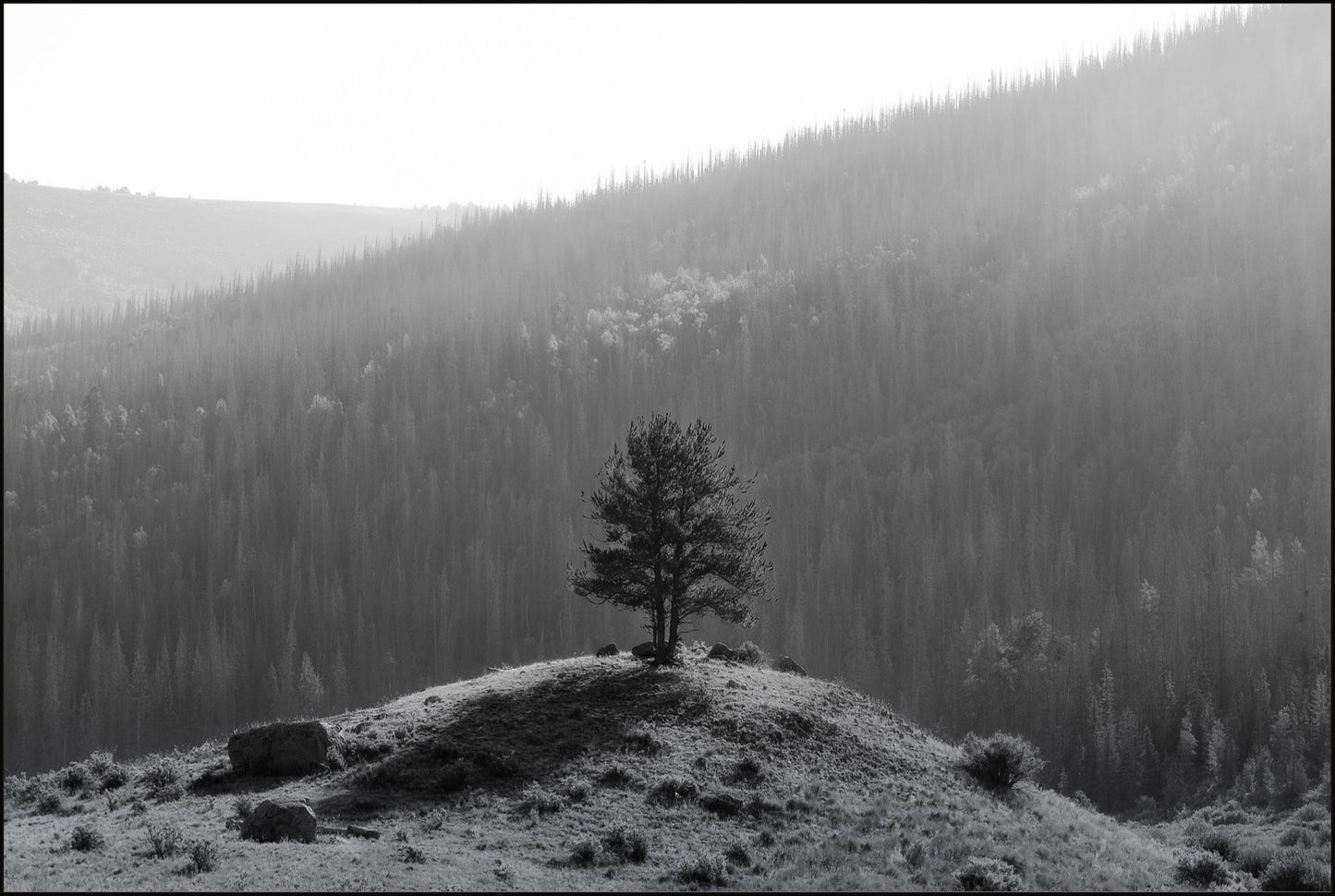 Tree on a Hill