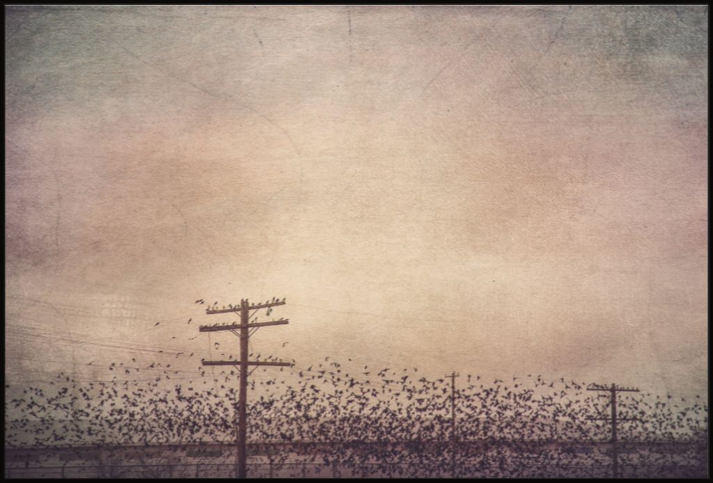 Winter Birds