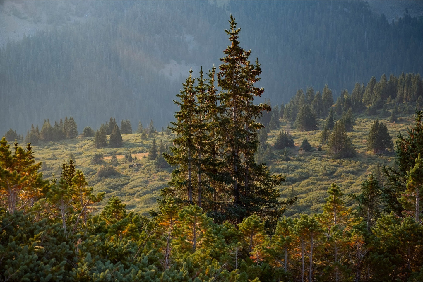 Moose Sunrise Horizontal