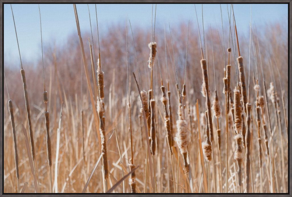 Bosque Cattails