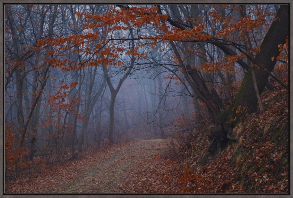 Charity Lake Path in Fog