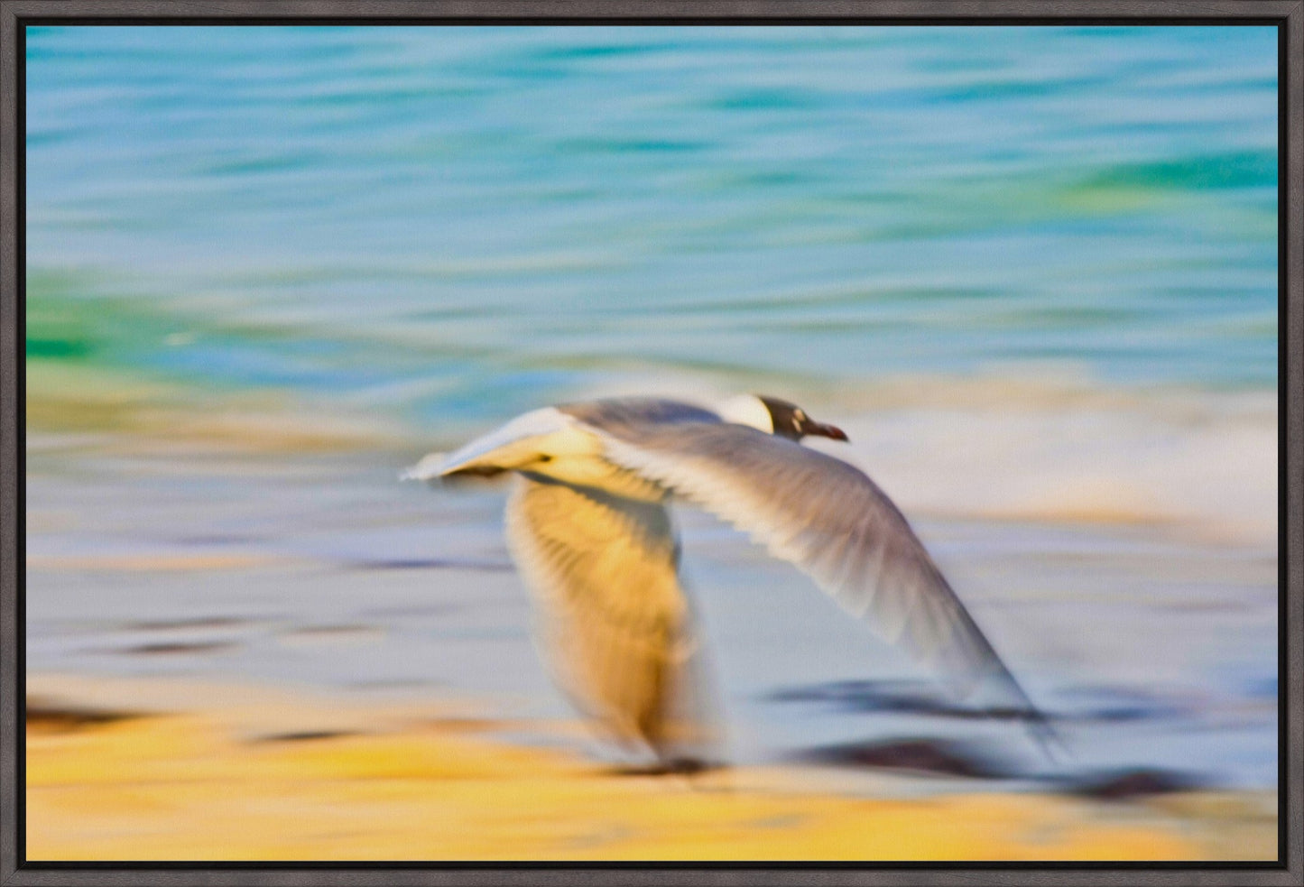 Grand Bahama Gull No. 3