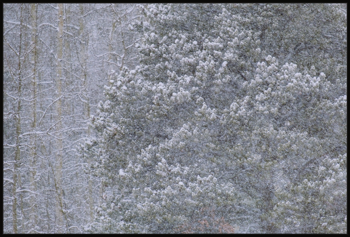 Heavy Snow & Forest Abstract III