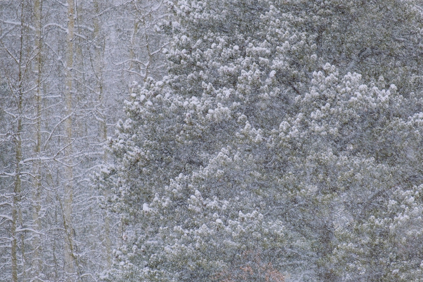 Heavy Snow & Forest Abstract III