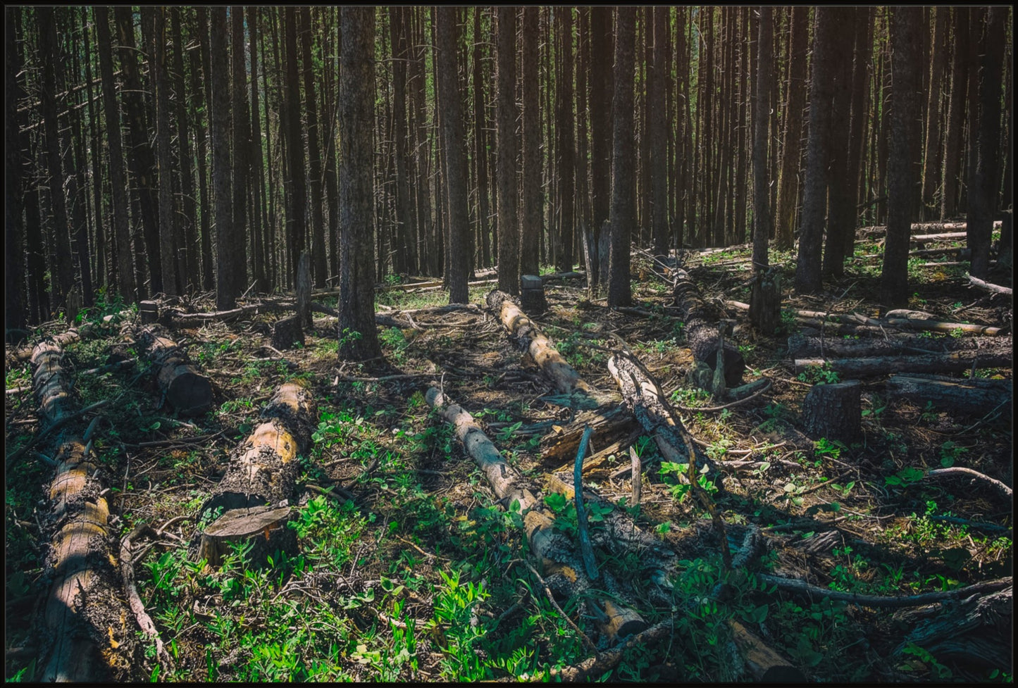 Forest Floor