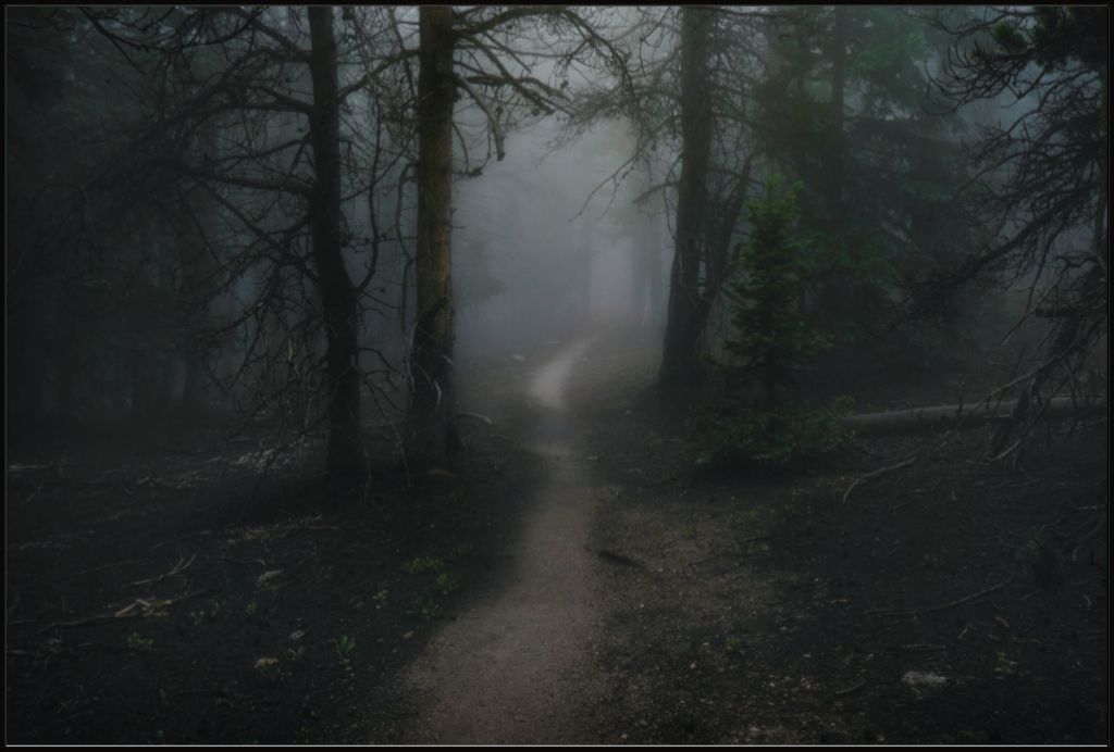 Dark Forest