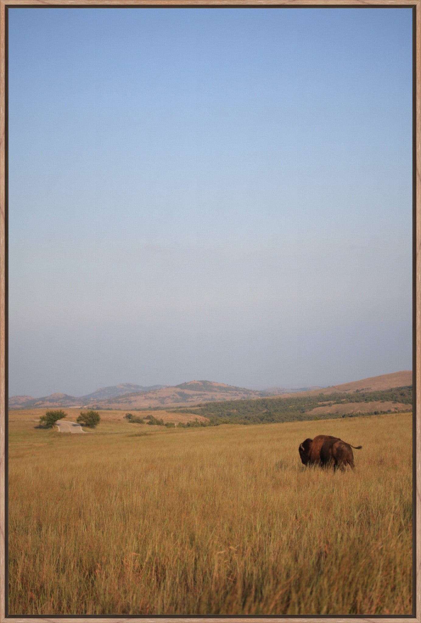 Kansas Bison