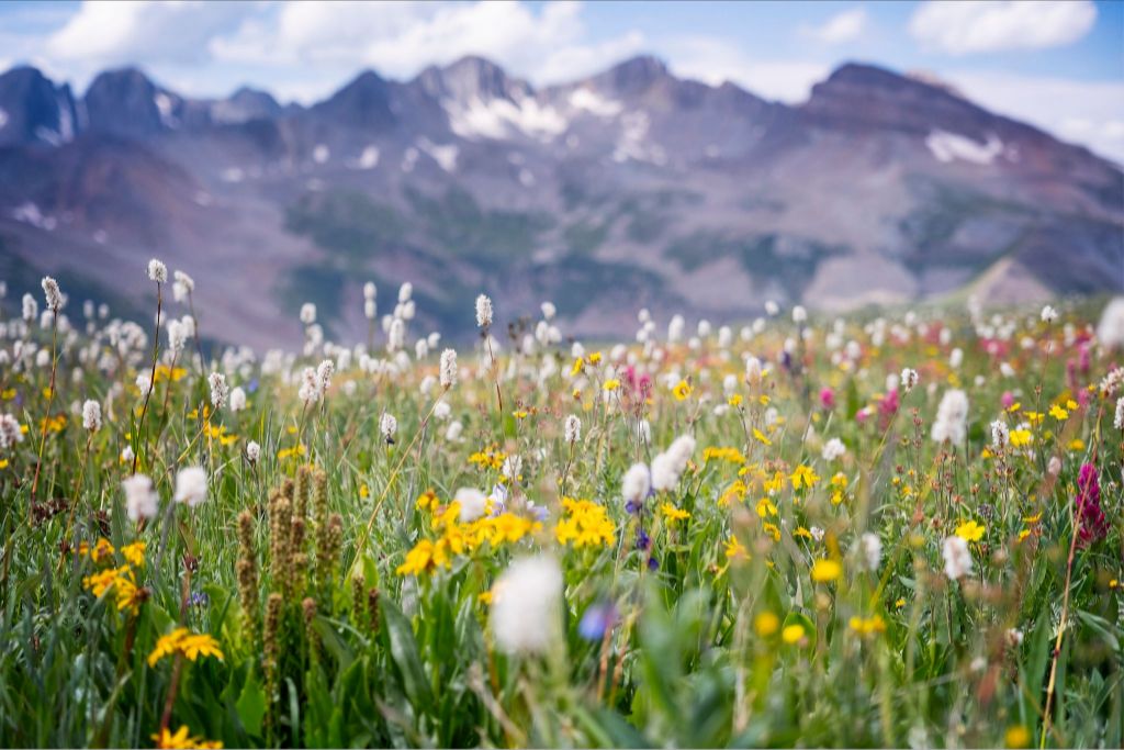 Gold at the End of Indian Trail Ridge