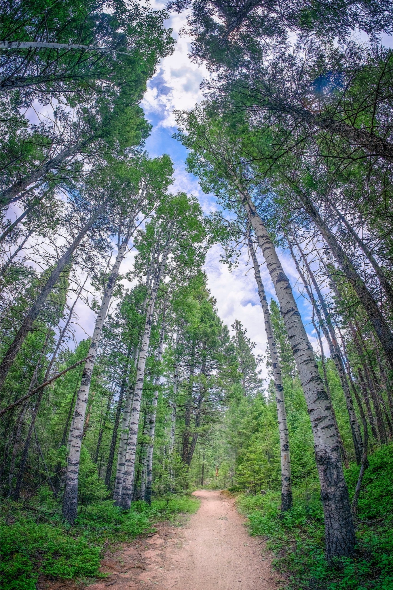 Forest Corridor