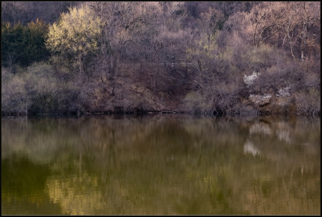 Dogwood Reflections II