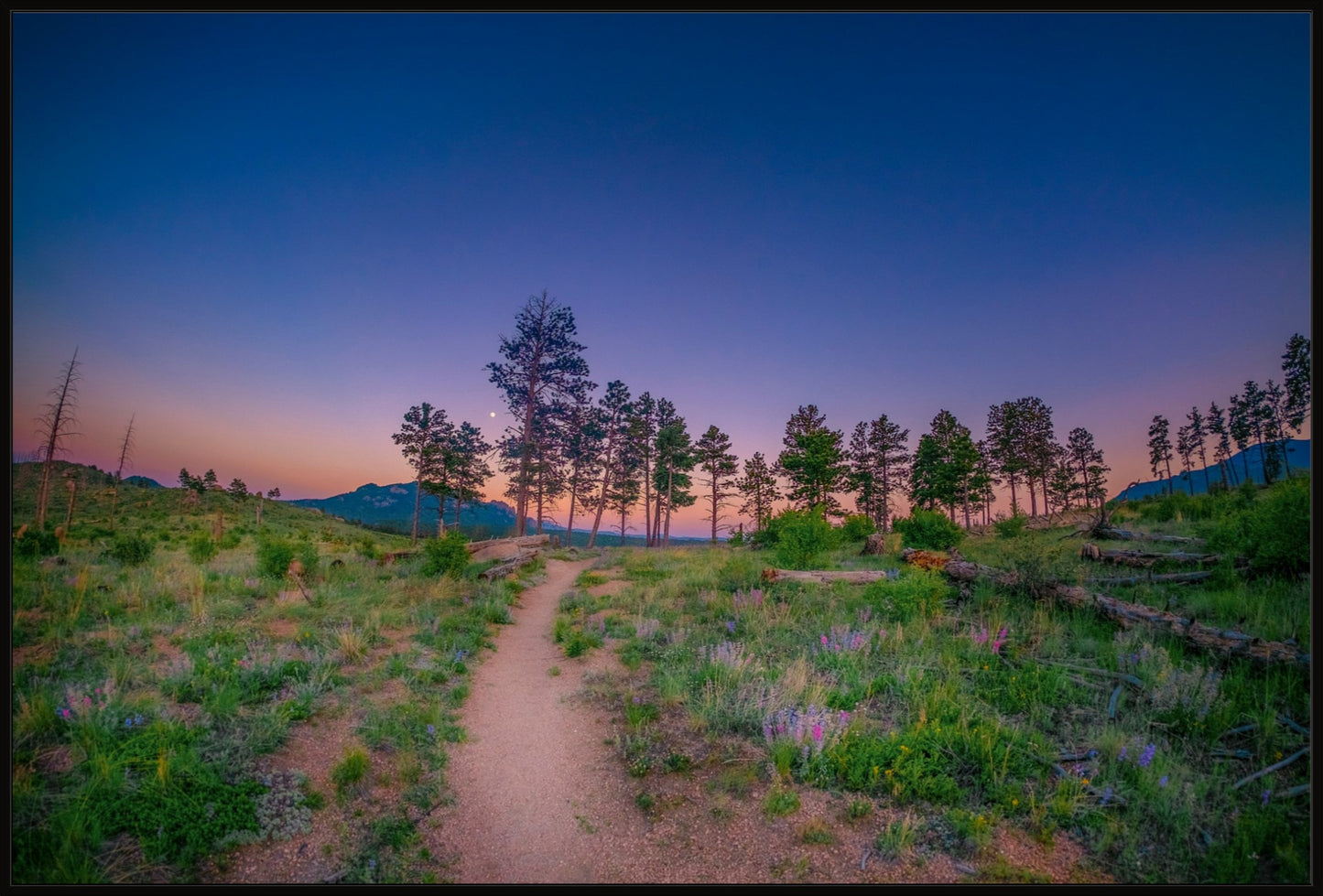 Burn Area Wildflowers II