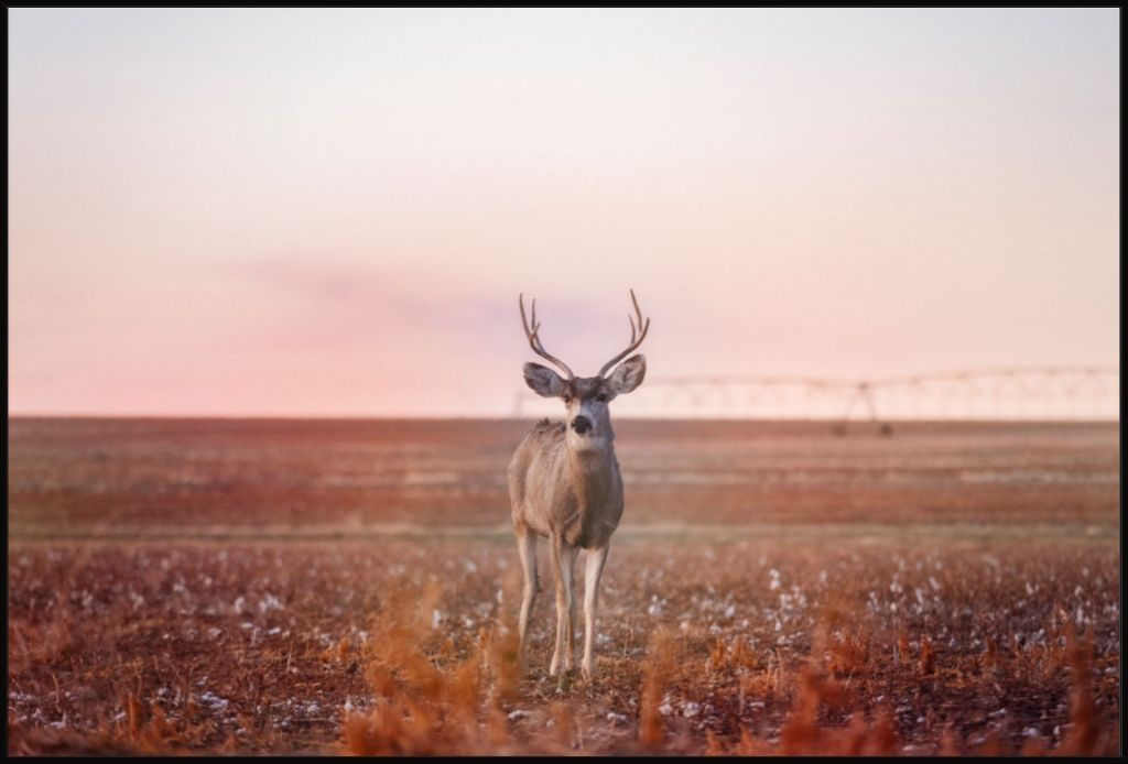 Golden Hour Mule Deer Buck