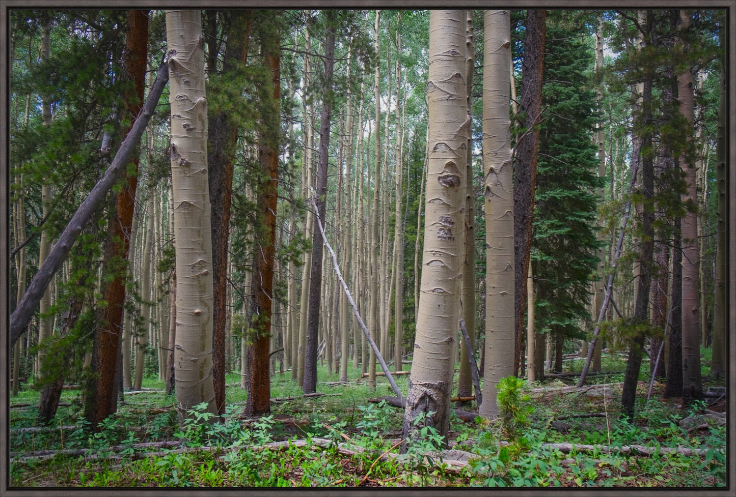 Trailside Perspective